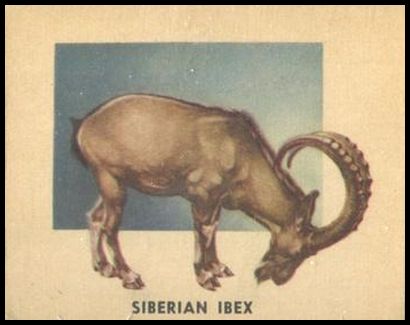 107 Siberian Ibex